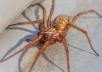 Minnesota Spiders That Bite