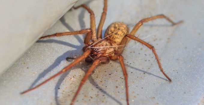 Minnesota Spiders That Bite