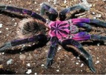 Purple Tarantula Facts Identification