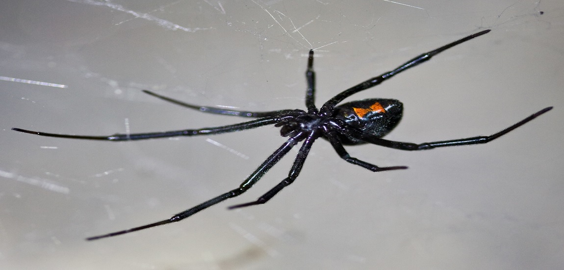 Spiders in Georgia