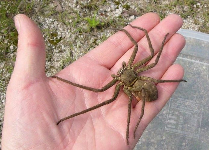 What are cane spiders