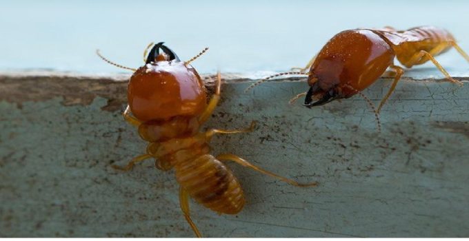 What are drywall signs of termites
