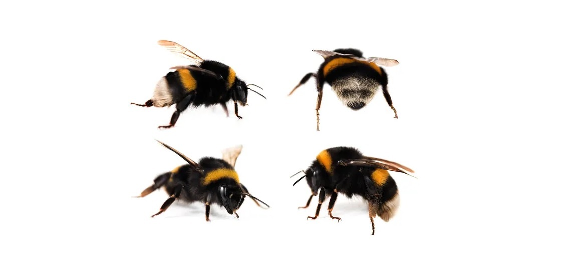 What do bumble bees look like