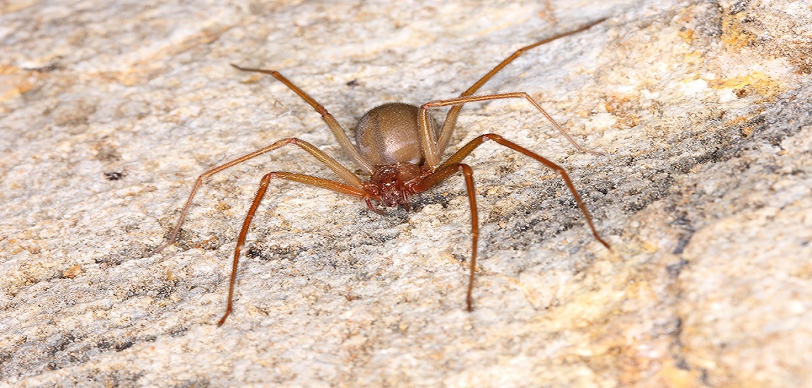 brown recluse in house