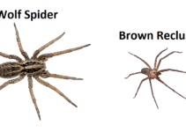 wolf spider and a brown recluse
