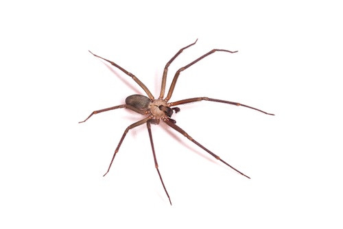 wolf spider vs a brown recluse