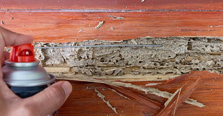 Best Ways Preventing Termite Infestation